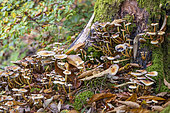 Honey mushrooms (Armillaria mellea) in undergrowth in autumn, Moselle, France