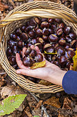 Harvesting chestnuts in a basket in the forest in autumn, Moselle, France