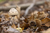 Lépiote élevée ou Coulemelle (Macrolepiota procera), automne, Moselle, France
