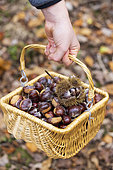 Harvesting chestnuts in a basket in the forest in autumn, Moselle, France