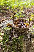 Harvesting chestnuts in a basket in the forest in autumn, Moselle, France