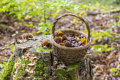 Harvesting chestnuts in a basket in the forest in autumn, Moselle, France