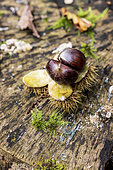 Chestnut bug open on a stump in autumn, Moselle, France