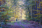 Walking in a forest in autumn, Moselle, France.