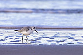 Sanderling (Calidris alba) in winter plumage, foraging on the foreshore in winter, Côte d'Opale, France
