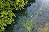 The Sorgue river and its riparian zone, Vaucluse, Provence, France