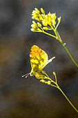 Morocco Orange Tip (Anthocharis euphenoides) on Dyer's woad (Isatis tinctoria), Vaucluse mounts