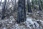 Burnt trunks, Alpes de Haute-Provence, France
