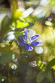 Hepatica (Hepatica nobilis) flower, Alpes-de-Haute-Provence, France