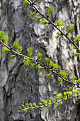 European larch (Larix decidua) in spring, Alpes de Haute Provence, France