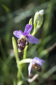 Woodcock Orchid (Ophrys scolopax) flower, Vaucluse, Provence, France