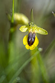Yellow Bee-orchid (Ophrys lutea) flower, Vaucluse, Provence, France