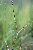 Snail on a dry stem, France
