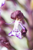 Lady orchid (Orchis purpurea) flower, Vaucluse, France