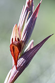 Long-lipped Serapias (Serapias vomeracea) flower, Vaucluse, France