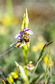Woodcock Orchid (Ophrys scolopax) flower, Vaucluse, France