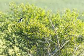 Woodchat Shrike (Lanius senator) on a shrub, Gard, France