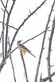 Tawny Pipit (Anthus campestris) on a branch, Gard, France