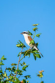 Red-backed shrike (Lanius collurio) on a branch, Gard, France