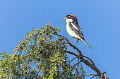 Woodchat Shrike (Lanius senator) on a shrub, Gard, France