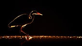 Bird. A grey heron stands in the water. Hungary.
