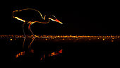 Bird. A grey heron stands in the water. Hungary.