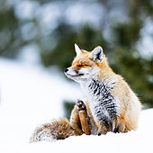 The red fox. Fox sitting in the snow. Slovakia.
