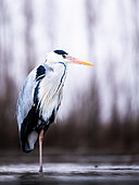 Bird. A grey heron stands in the water. Hungary.