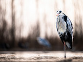 The bird. A grey heron stands in the water. Hungary.