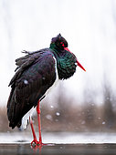 Black bird. Black stork standing in the water. Hungary.