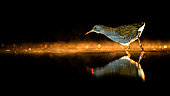 Night bird. Water Rail stands in the water. Hungary.