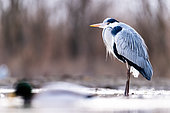 Gray bird. A grey heron stands in the water. Hungary.
