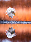 First lights. A great egret stands in the water. Hungary.