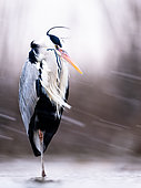 Winter. A grey heron stands in the water. Hungary.