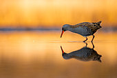 Early morning. Ralline stands in the water. Hungary.