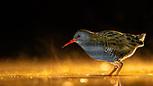 Night bird. Ralline stands in the water. Hungary.