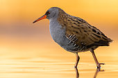 Bird. Ralline stands in the water. Hungary.