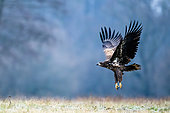 Flying bird. White-tailed eagle in flight. Poland.