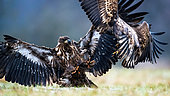 Fight. Two white-tailed eagles fighting. Poland.