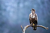 Bird. White-tailed eagle sitting on a branch. Poland.