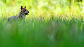 Golden jackal. Golden jackal standing in the grass. Hungary.