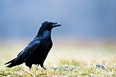 Black bird. Raven standing in the grass. Poland.