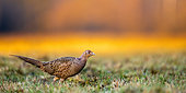 Bird. Pheasant standing in the grass. Poland.