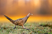 Running. Pheasant running in the grass. Poland.