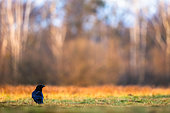 The black bird. Raven standing in the grass. Poland.