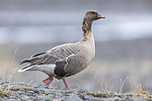 Pink-footed Goose (Anser brachyrhynchus), side view of an adult standing on the ground, Northwestern Region, Iceland
