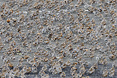 Red Knot (Calidris canutus islandica), small flock on ground, Capital Region, Iceland