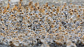 Red Knot (Calidris canutus islandica), small flock on ground, Capital Region, Iceland