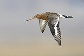 Black-tailed Godwit (Limosa limosa islandica), side view of an adult in flight, Western Region, Iceland