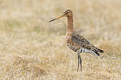 Black-tailed Godwit (Limosa limosa islandica), side view of an adult standing on the ground, Western Region, Iceland